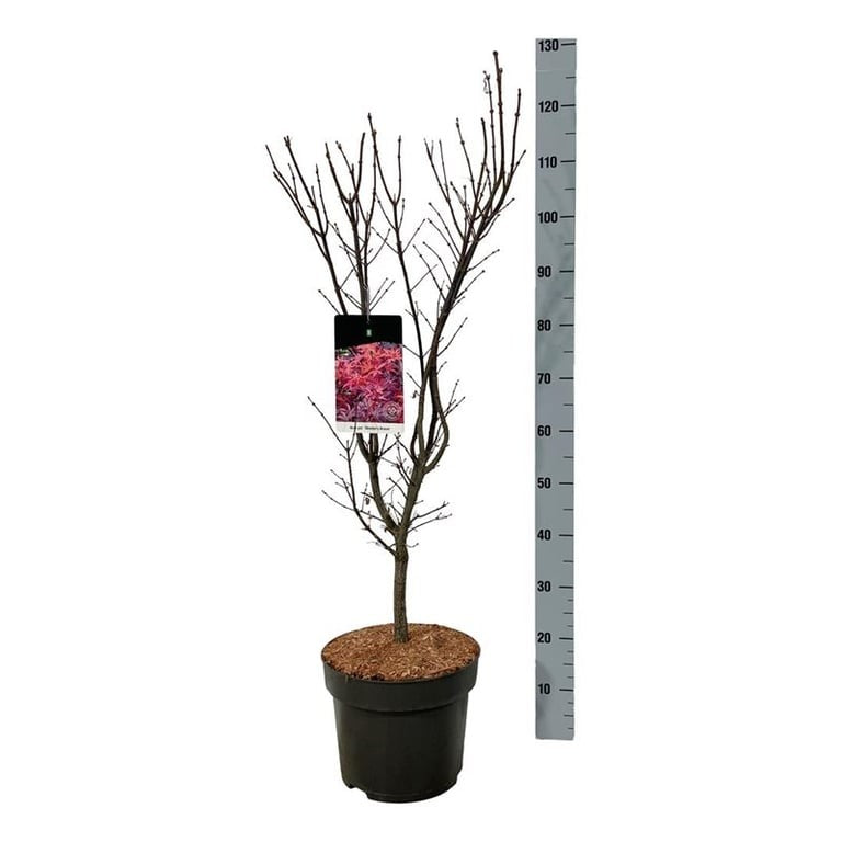 Ädelcypress o. &