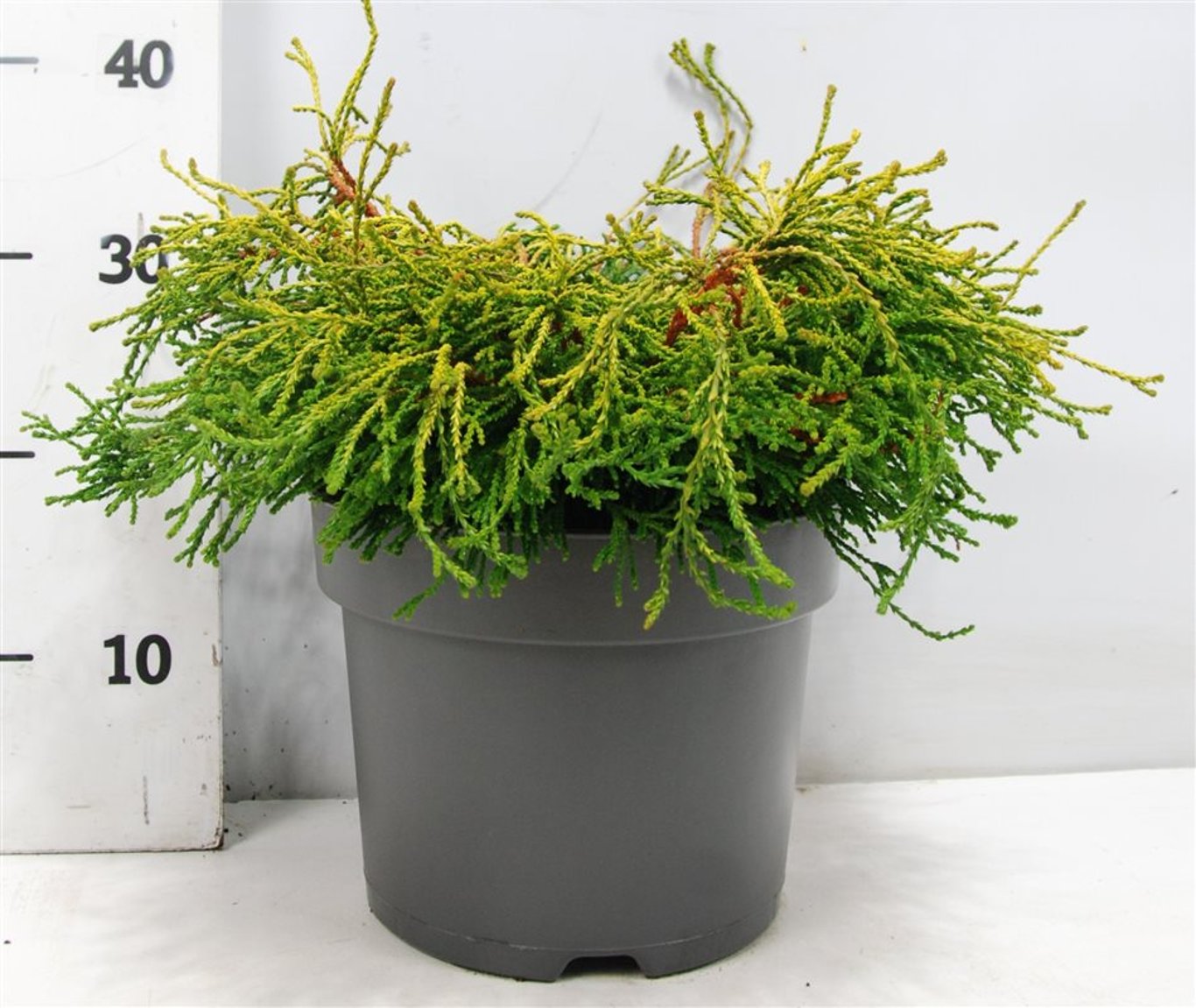 Ädelcypress o. &