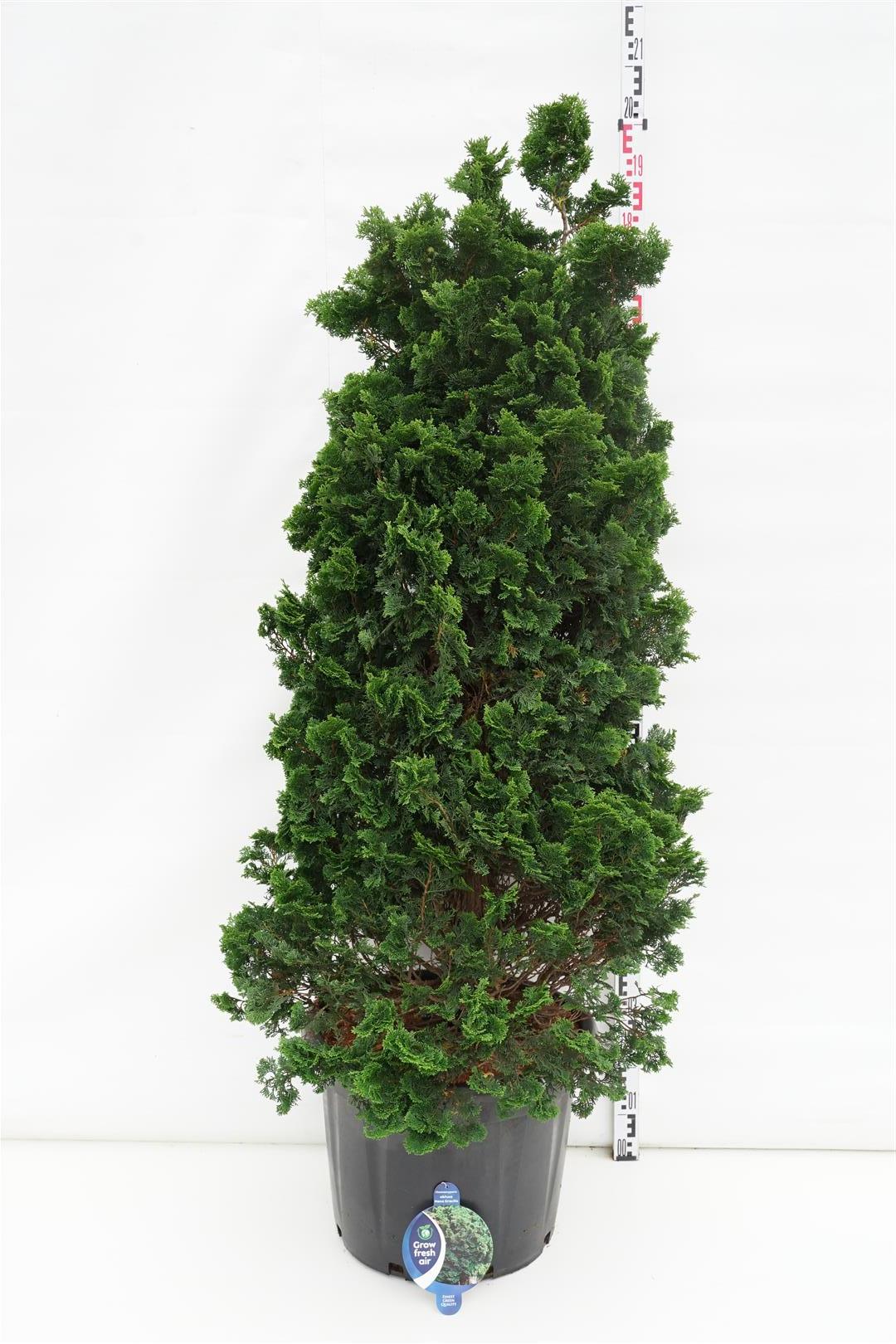 Ädelcypress o. &