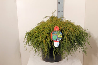 TW-2767105