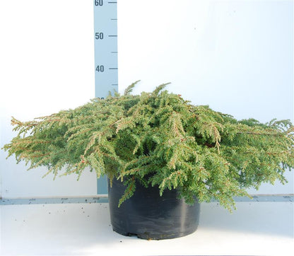 Juniperus comm. &