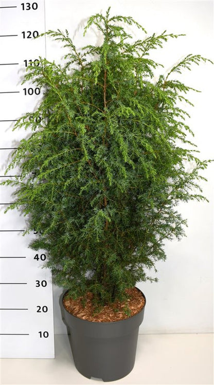 Juniperus communis &