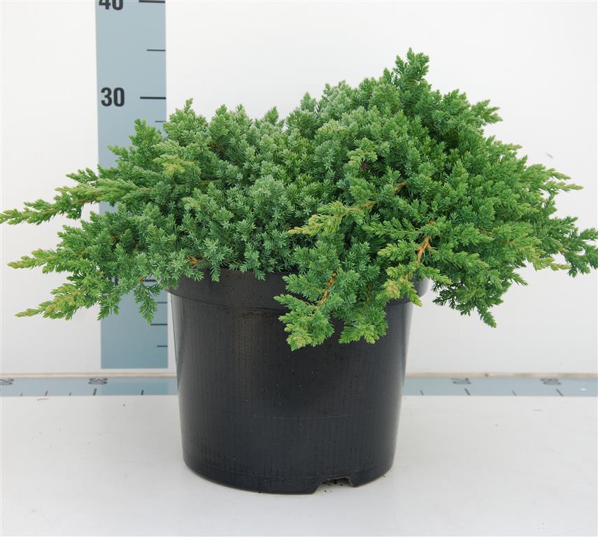 TW-2791364