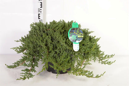 Juniperus proc. &