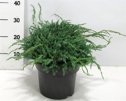 Juniperus squamata &