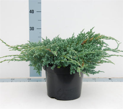 Juniperus squa. &