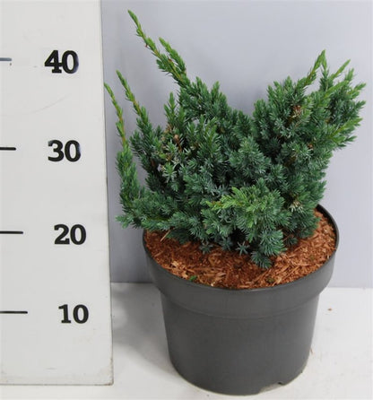 Juniperus squamata &