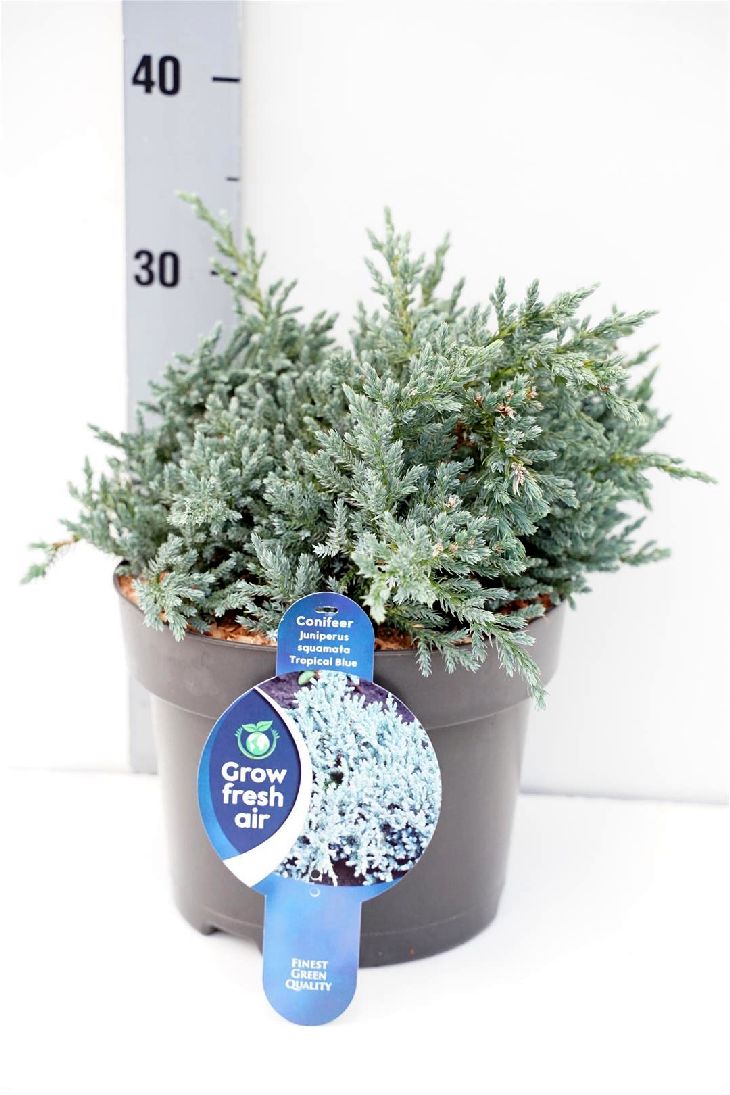 Juniperus squamata &