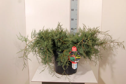 Juniperus virginiana &