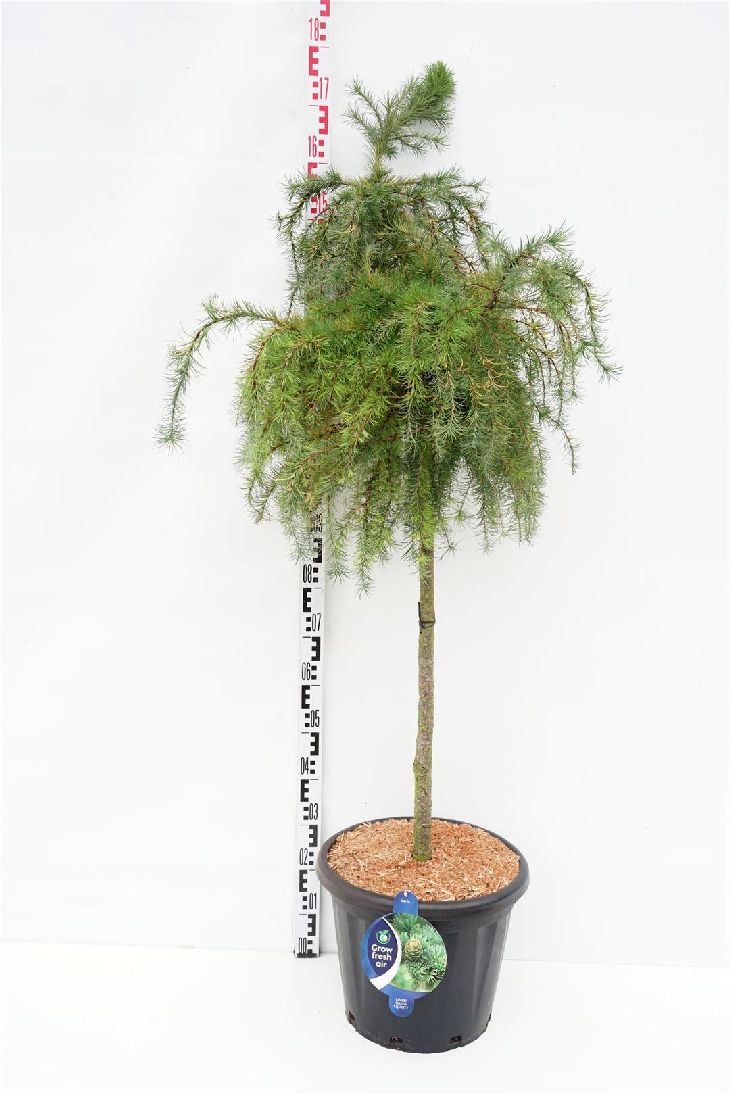 Larix decidua &