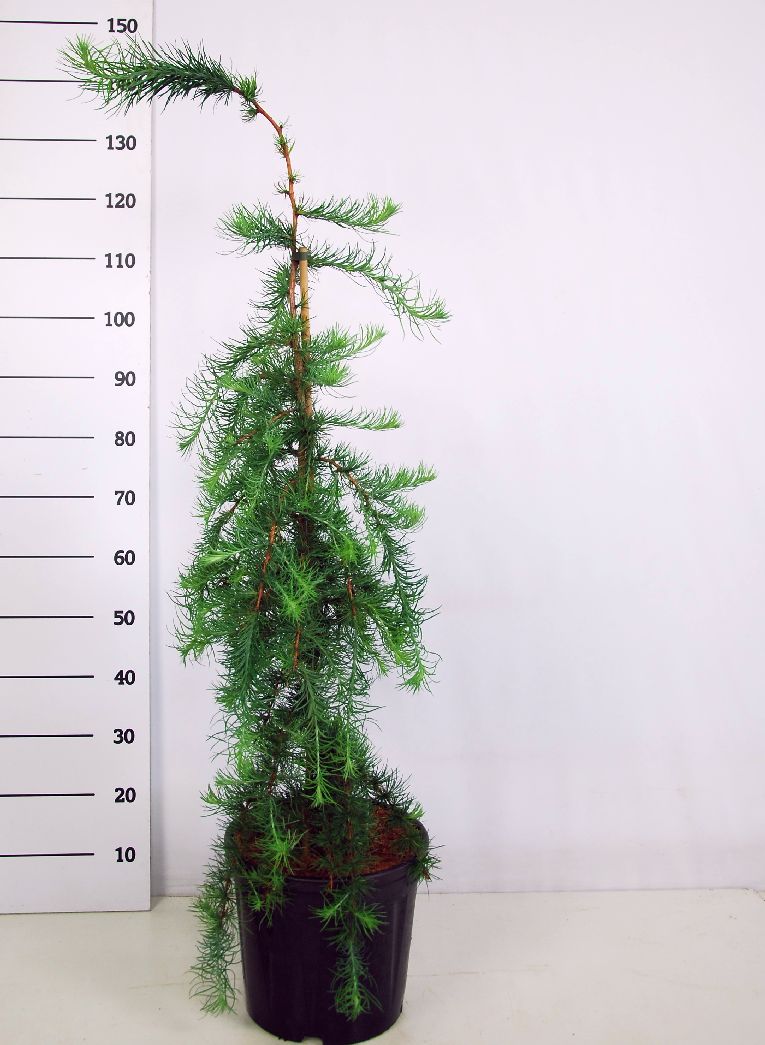 TW-2767002