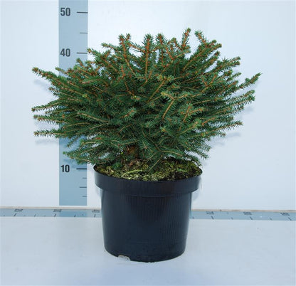 Picea abies &