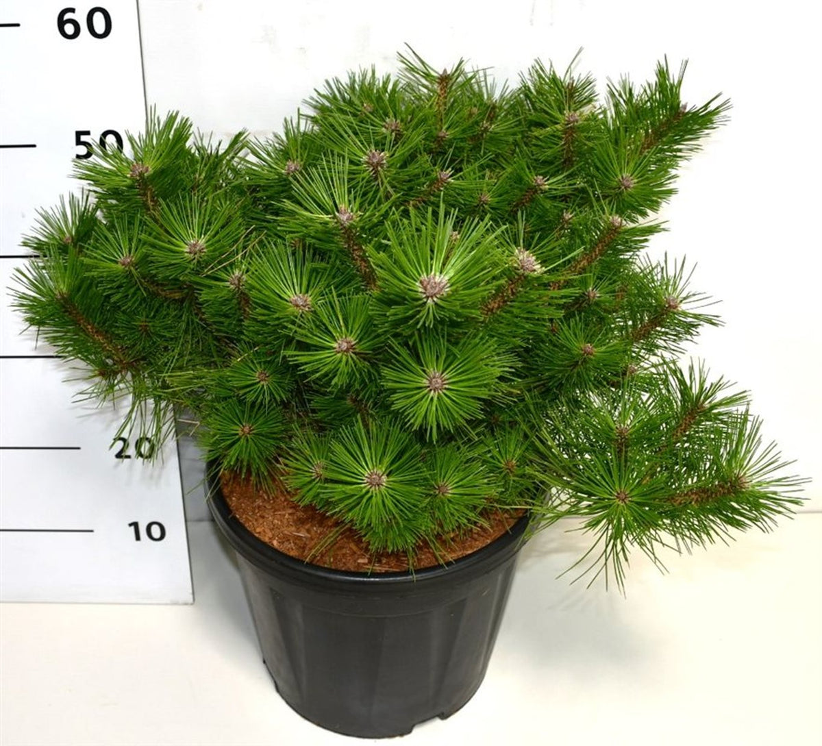 Pinus densiflora &