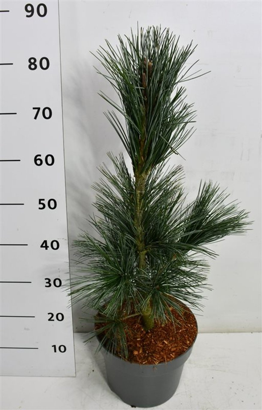 Pinus flexilis &