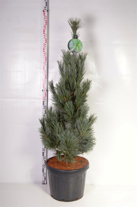 Pinus flex. 'Vanderwolf's Pyramid'