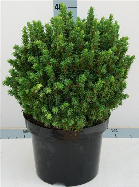 Picea gl. "Alberta Globe"