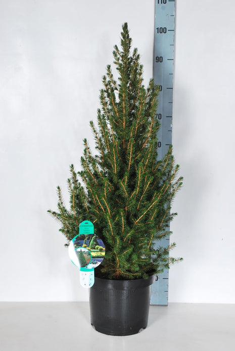 Picea gl. 'Conica'