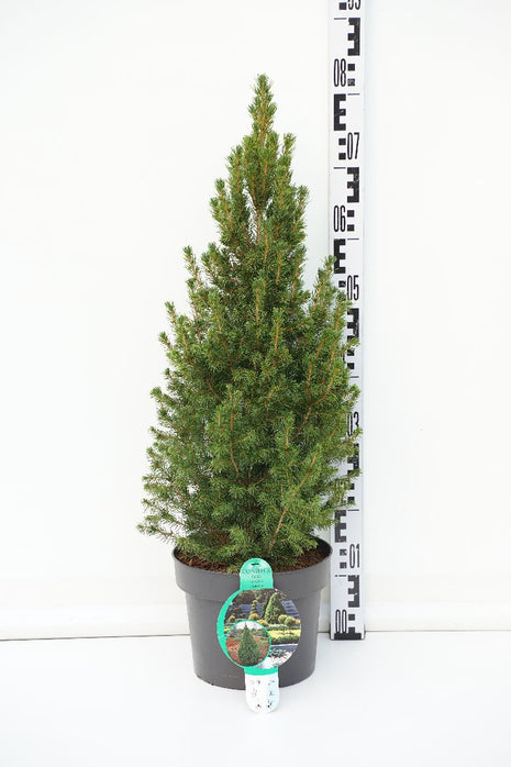 Picea gl. 'Conica'