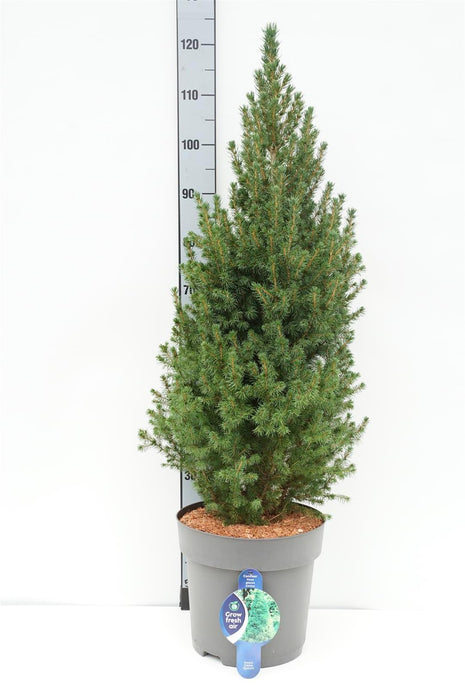 Picea gl. 'Conica'