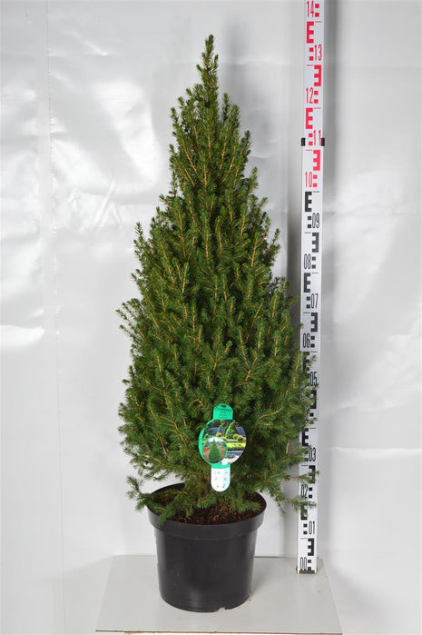 Picea gl. "Conica"