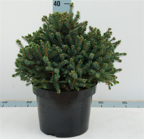 Picea gl. "Echiniformis"