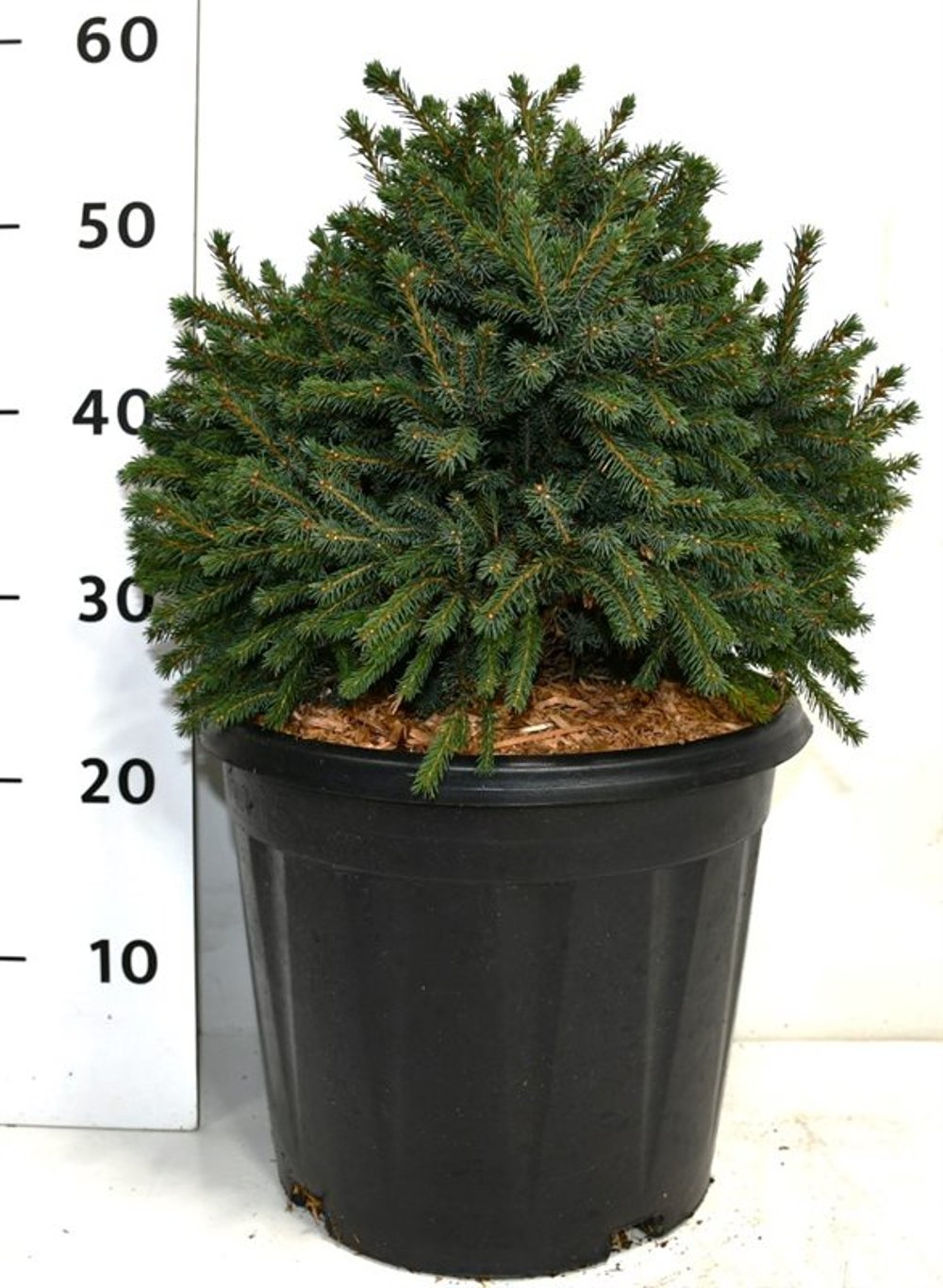 Picea glauca &