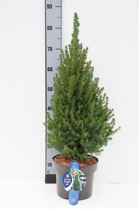 Picea gl. 'Perfecta'