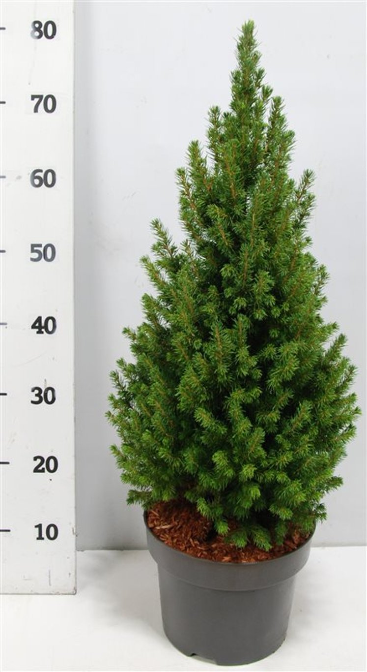 Picea glauca &