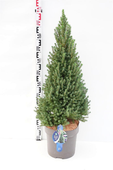 Picea gl. 'Perfecta'