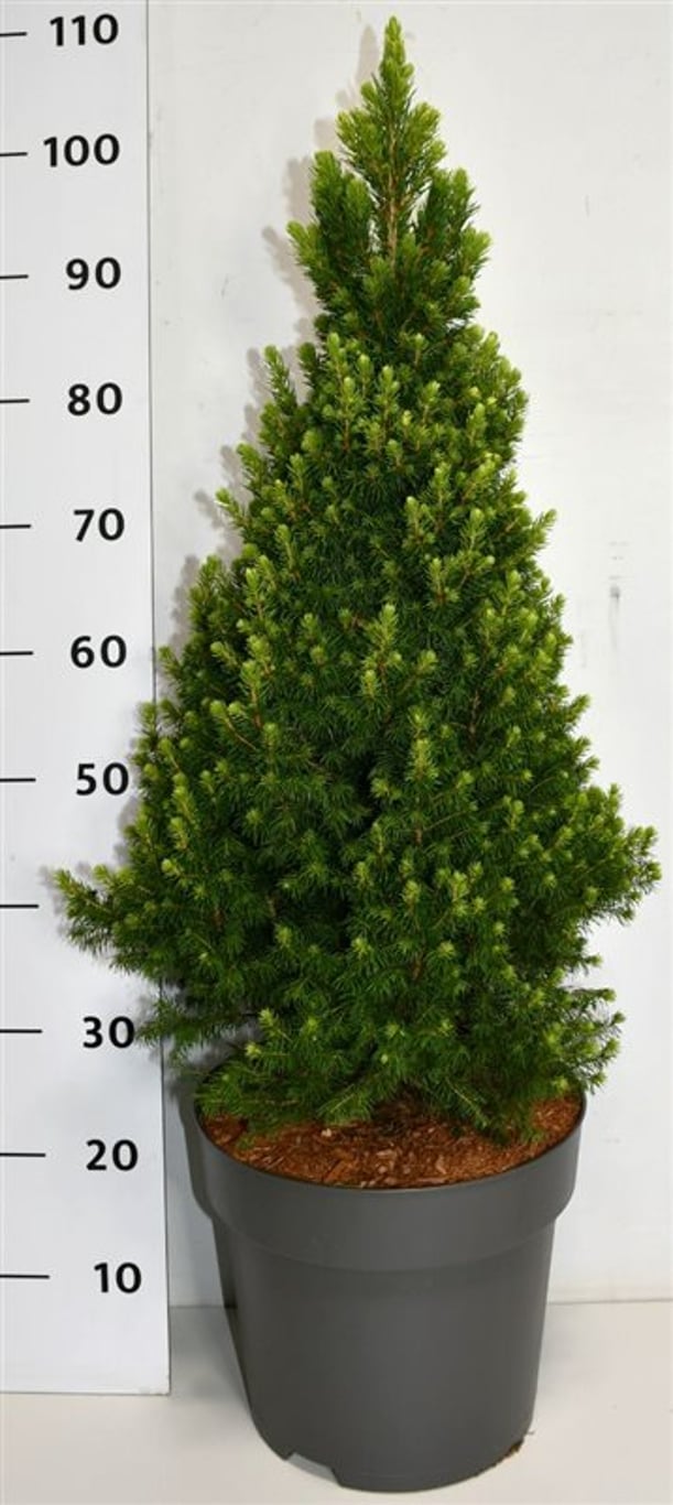 Picea glauca &