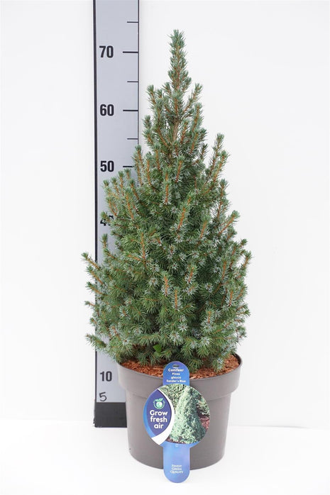 Picea gl. 'Sander's Blue'