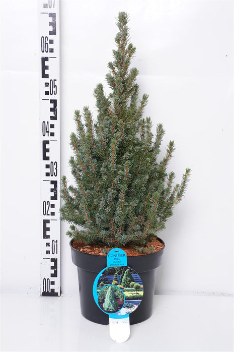 Picea gl. 'Sander's Blue'