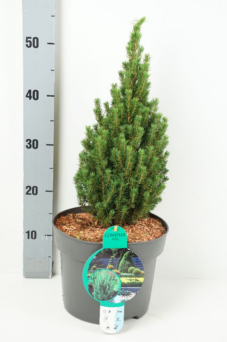 Picea gl. 'Zuckerhut'