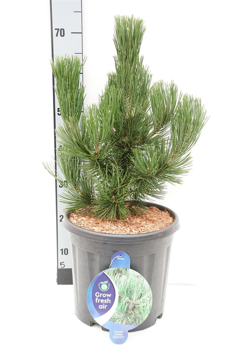 Pinus leuc. "Pikku Dracula"