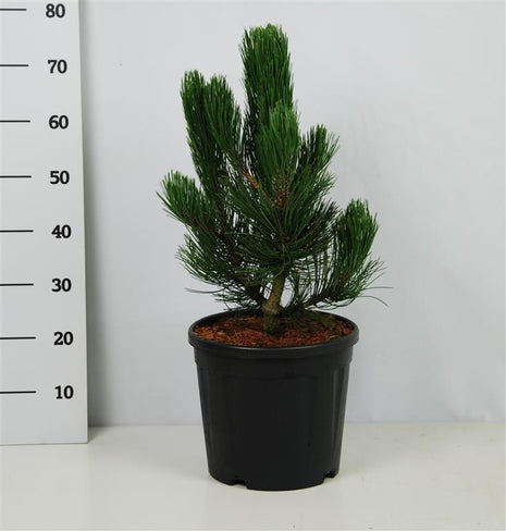 Pinus leuc. 'Little Dracula'