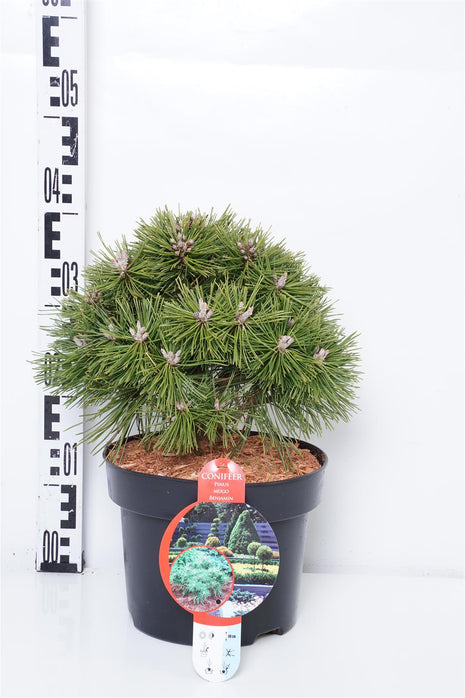 Pinus mugo 'Benjamin'