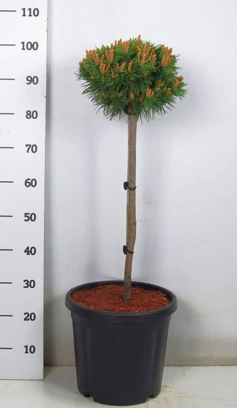 Pinus mugo 'Benjamin'