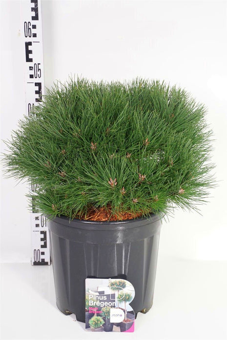 Pinus "Marie Bregeon"