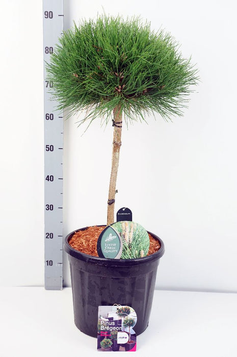 Pinus 'Marie Bregeon'