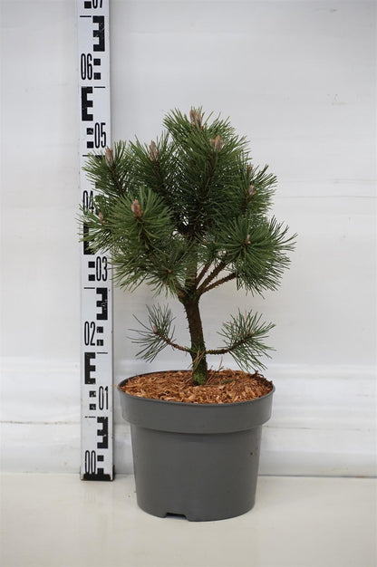 Pinus mugo &