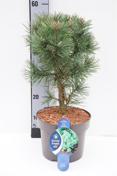 Pinus mugo 'Columbo'