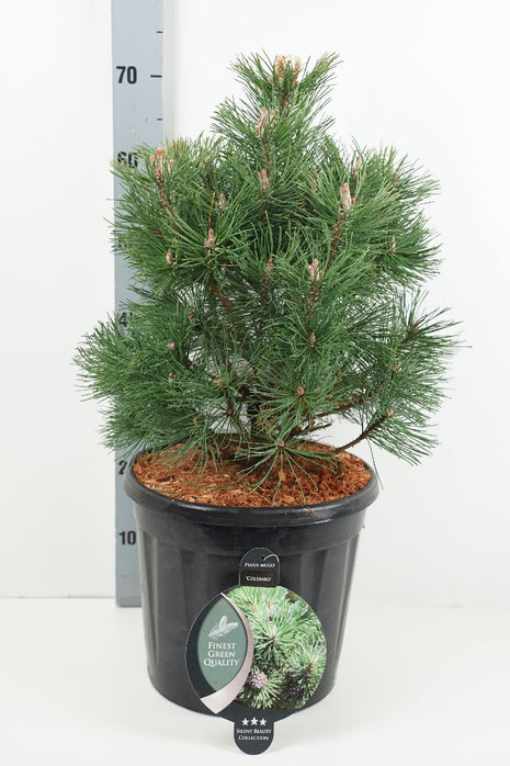 Pinus mugo 'Columbo'