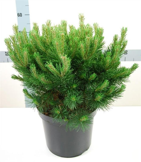 Pinus mugo 'Gnom'