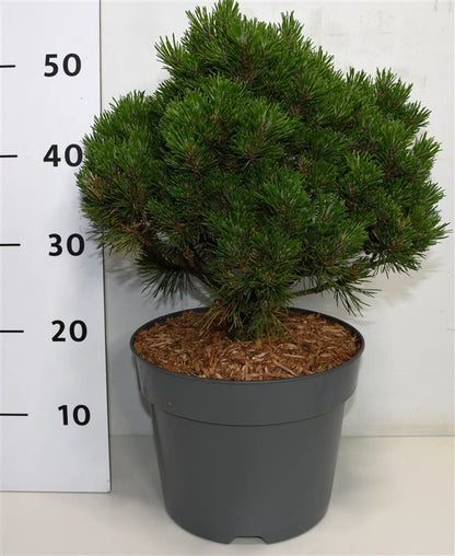 TW-2767054