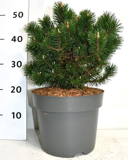 Pinus mugo &