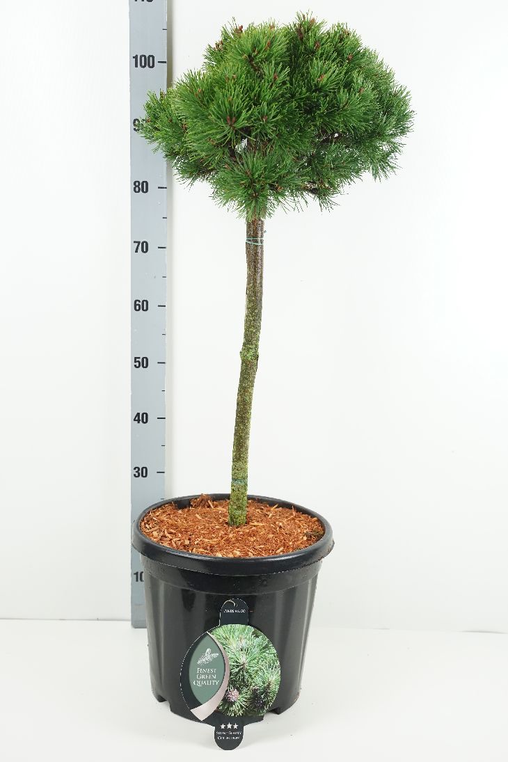 Tall mugo &