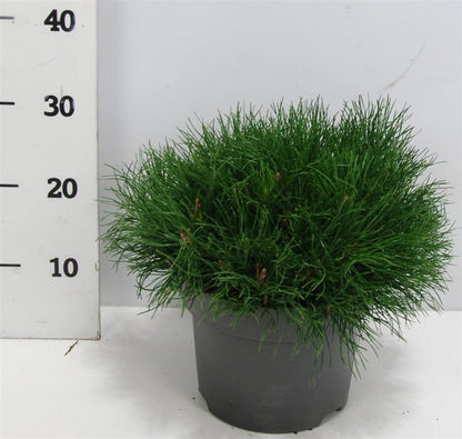Pinus mugo mugo &