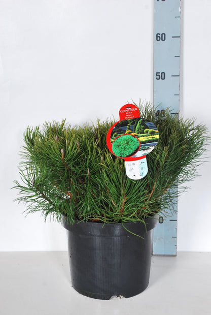 Pinus mugo mugo (mughus) C7,5 (7,5 liters kruka) 40-50 cm