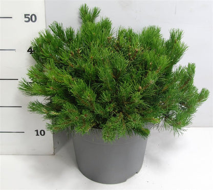 Pinus mugo mugo C12 (12 liters kruka) 50-60 cm