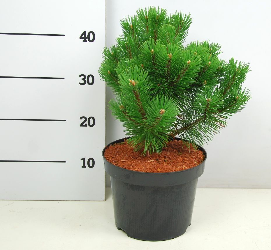 TW-2766892